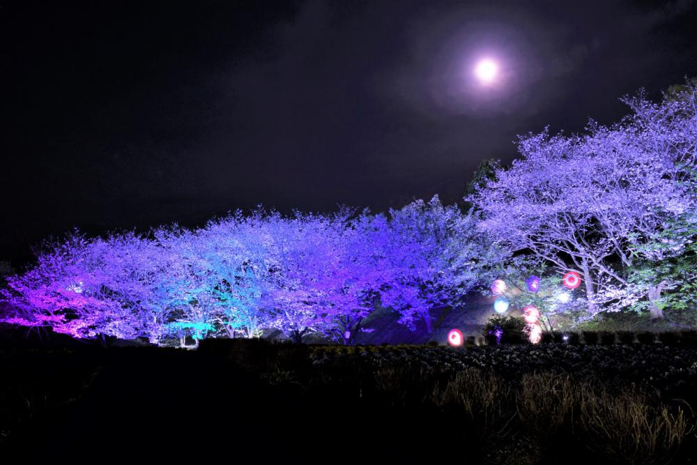 芸西村「桜ヶ丘公園」でライトアップが実施されます！