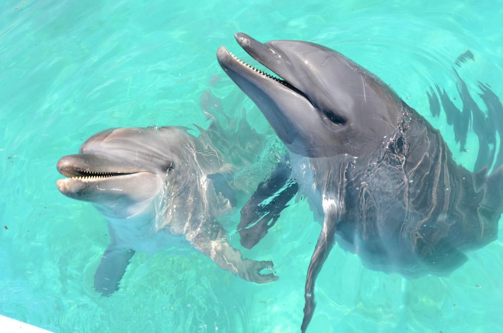 Muroto Dolphins Center