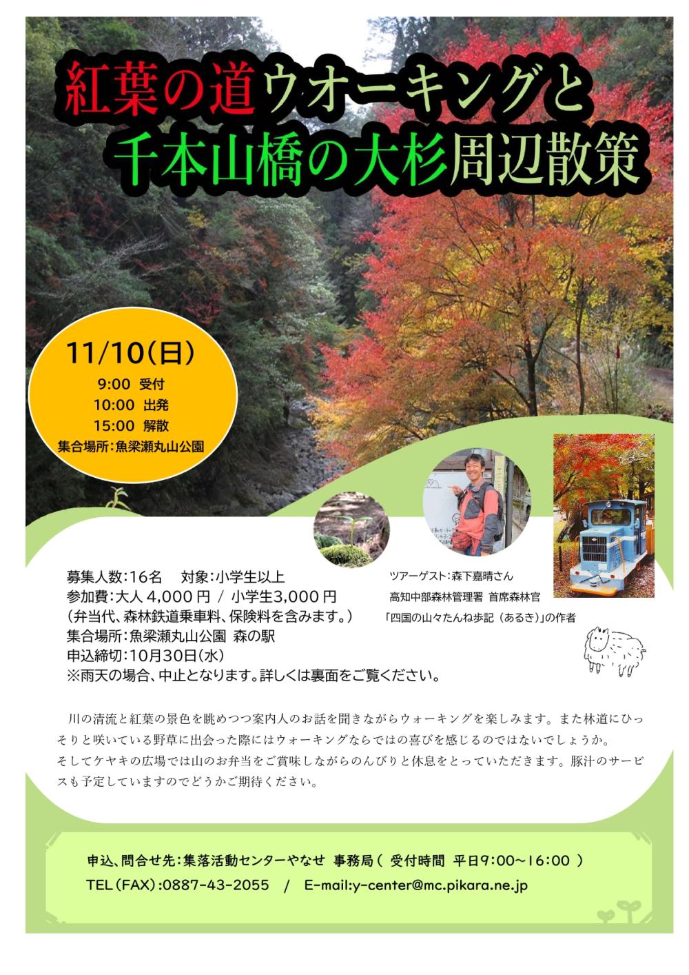  紅葉の道ウォーキングと千本山橋の大杉周辺散策