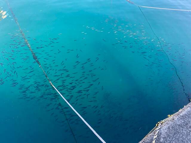 甲浦で釣り体験