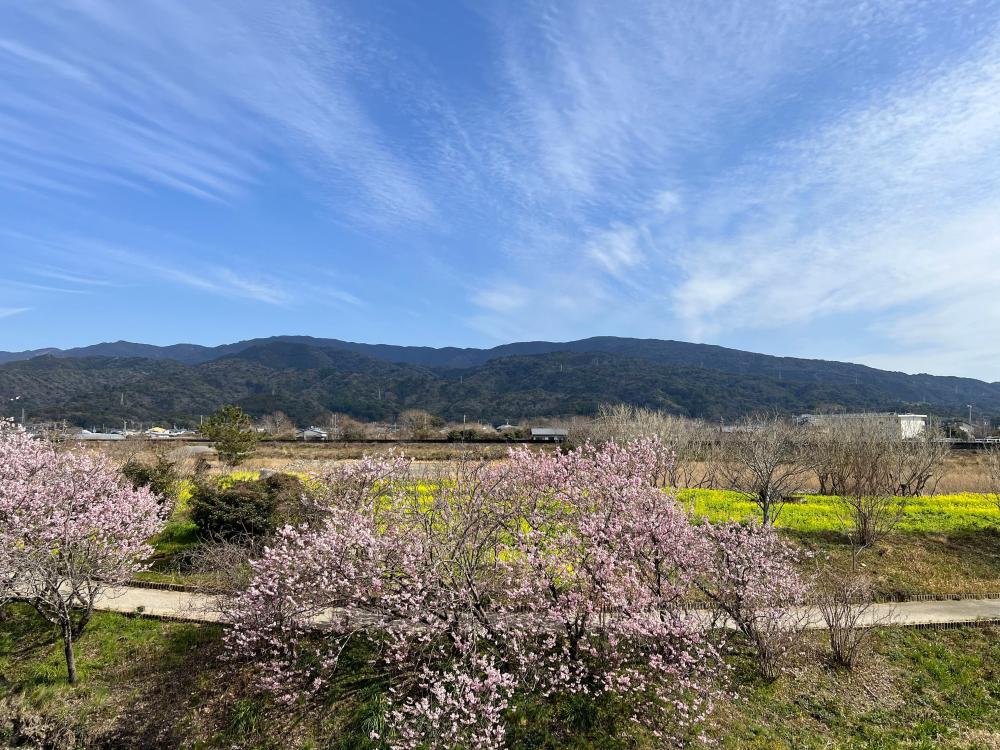 二十三士公園（田野町）の桜と菜の花が見頃を迎えています