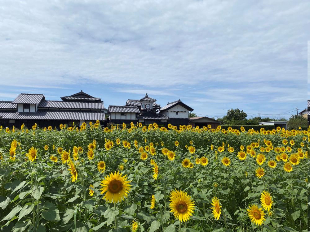  【今治発着】幸せが訪れるモネの庭♪幸福の蜂ブルービー